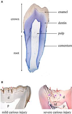 Novel Biological and Technological Platforms for Dental Clinical Use